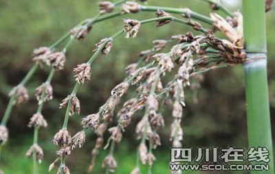 周晓辉:闲说“竹子开花”